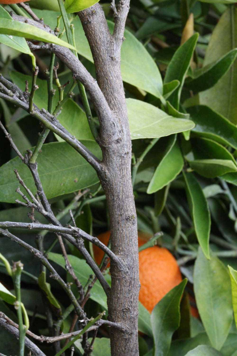              Second - third year twig (Clementina Fina, Riverside, CA)       